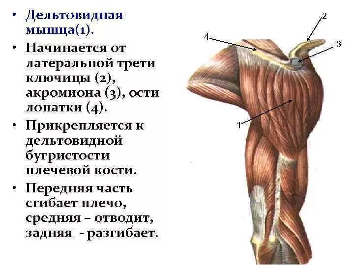Пучок дельтовидной мышцы. Функции Пучков дельтовидной мышцы. Анатомия мышц задняя Дельта. Мышцы плечевого пояса анатомия дельтовидная мышца. Головка дельтовидной мышцы плеча.