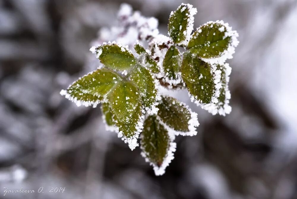 иней и изморозь. изморозь дождь. роса иней дождь и снег. зима мороз. роса туман.