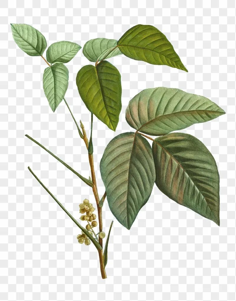 Common plants. Toxicodendron pubescens редуте. Toxicodendron radicans. Rhus Toxicodendron. Rhus Toxicodendron растение.