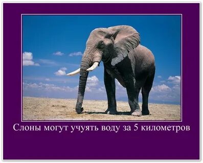 Интересные факты о животных видео