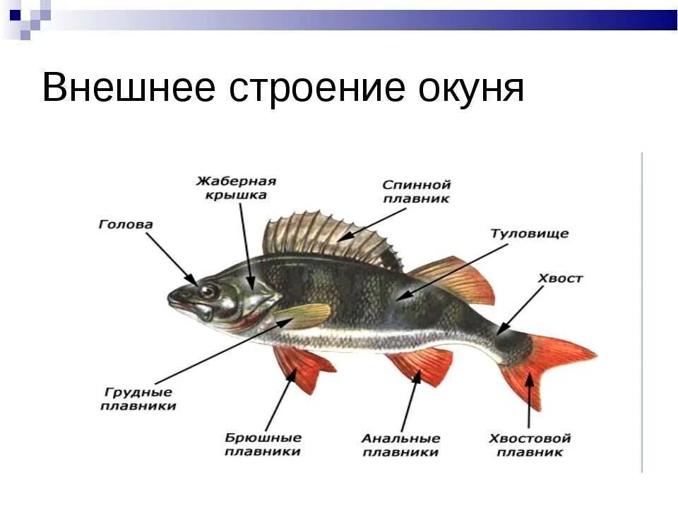 Внешнее строение окуня схема. Речной окунь строение. Наружное строение речного окуня. Строение рыбы Речной окунь.