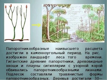 Своего расцвета высшие споровые растения достигли