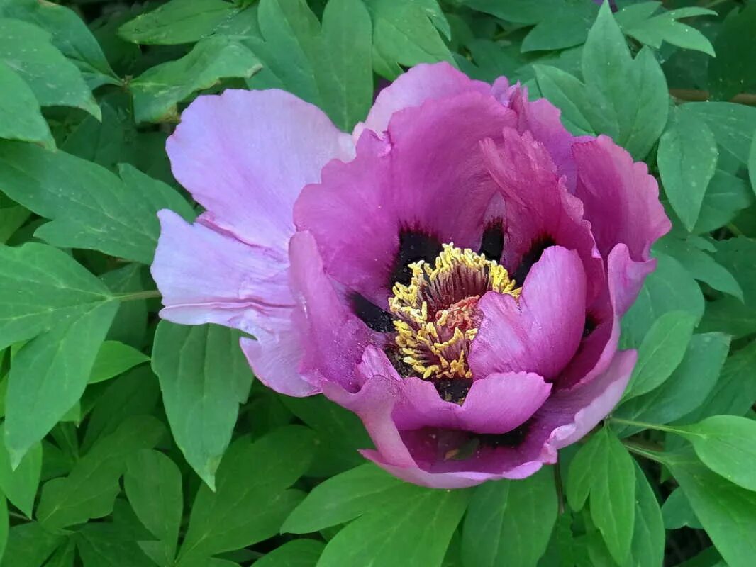 Пион н. Пион w.f. Turner. Древесный пион. Пион (Paeonia w.t. Turner. Пион Джакарта.