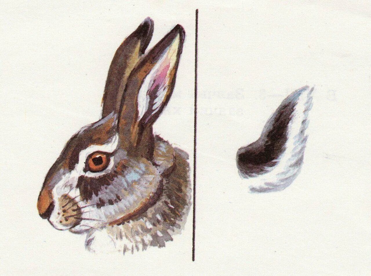 У зайца русака глаза. Заяц хваста. Уши зайца. Заячий хвост. Хвостик зайца.