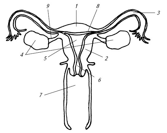Схема строения матки. Матка схема анатомия. Внутренние половые органы женщины. Строение внутренних половых органов. Женская половая система внутри