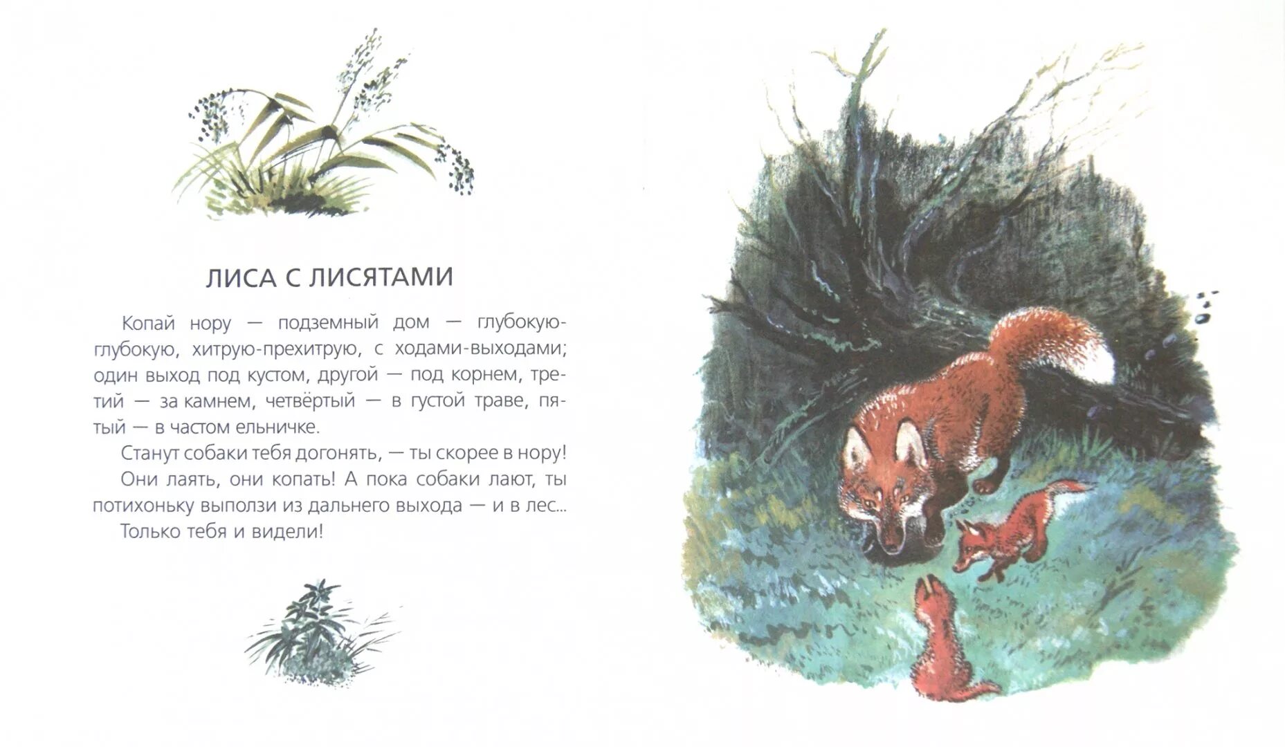 Сказки Чарушина для детей дошкольного возраста.