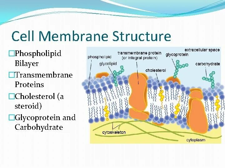 Cell membrane. Membrane structure fosfolipid. cell membrane structure. structural and functional organization of cell membrane. phospholipid structure.