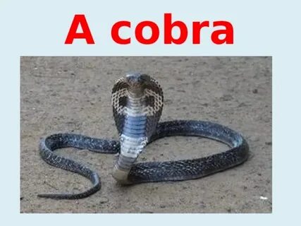 Покажи видео кобра