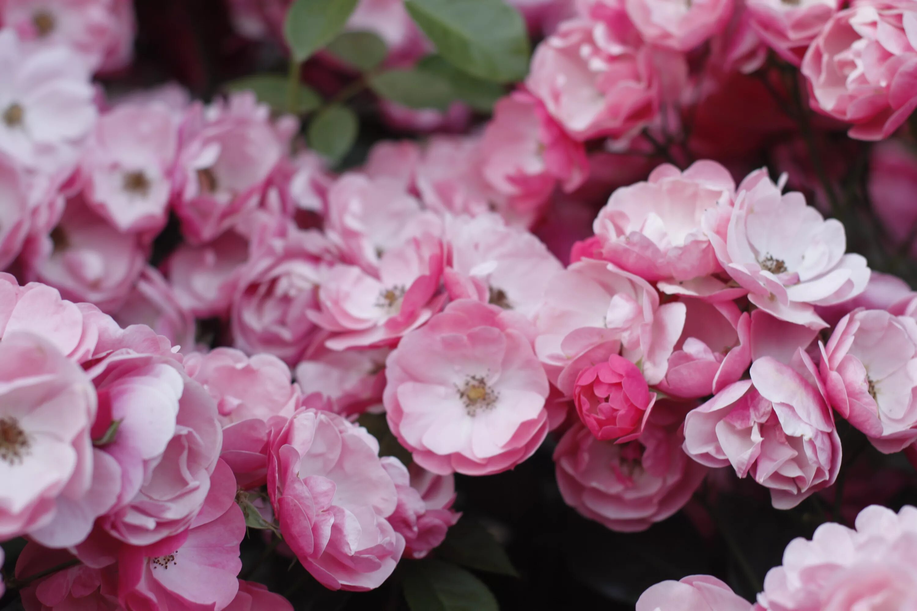 Roses forums