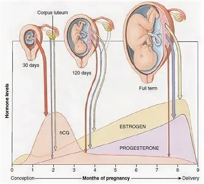 Беременность и роды 8 класс биология. Гормон беременности. Физиология беременности картинки. Physiology of pregnancy System. Анатомия человека беременность.