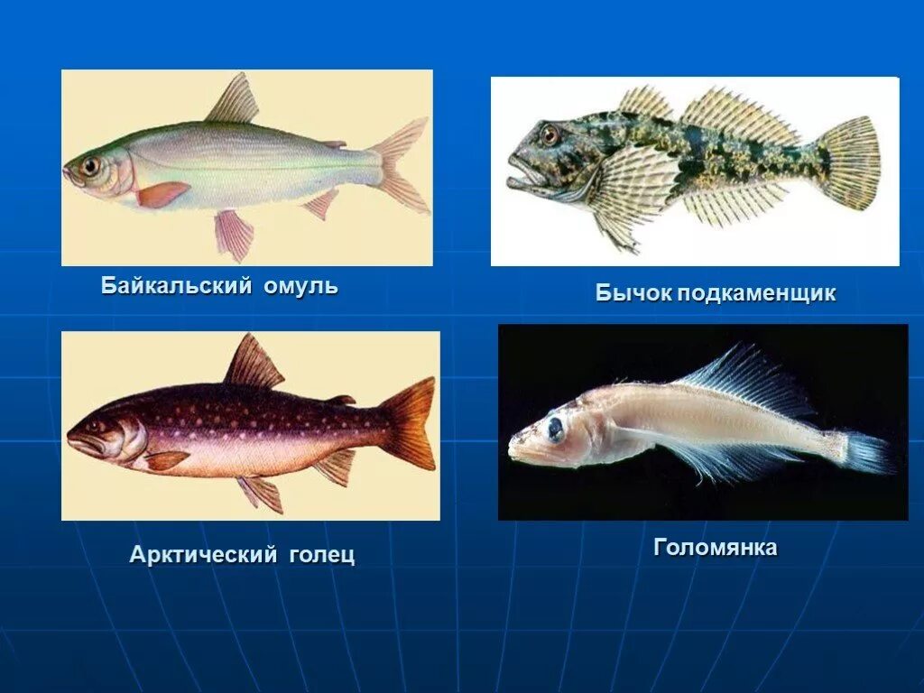 Рыбы которые водятся в озере. Рыба Байкала Голомянка. Голомянка Байкальский эндемик. Рыбы обитающие в Байкале. Озерные рыбы.