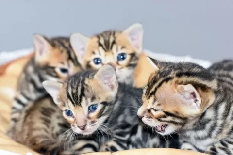 Бенгальская кошка котенок