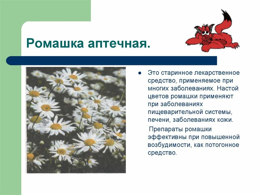 Ромашки значение. Ромашка аптечная доклад. доклад про ромашку. роль ромашки в природе. функции ромашки.