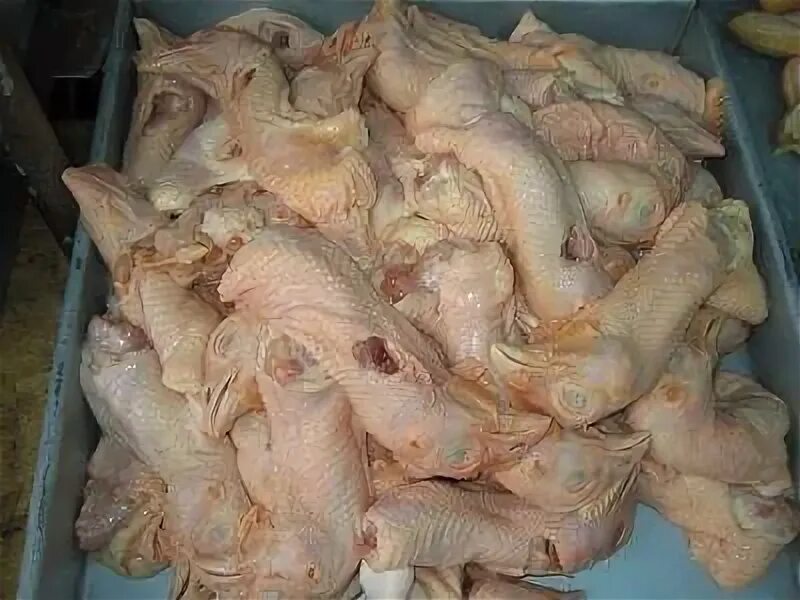 Можно ли давать куриные лапы собакам. Можно ли давать куриные лапы собакам