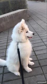 Собака 6 месяцев
