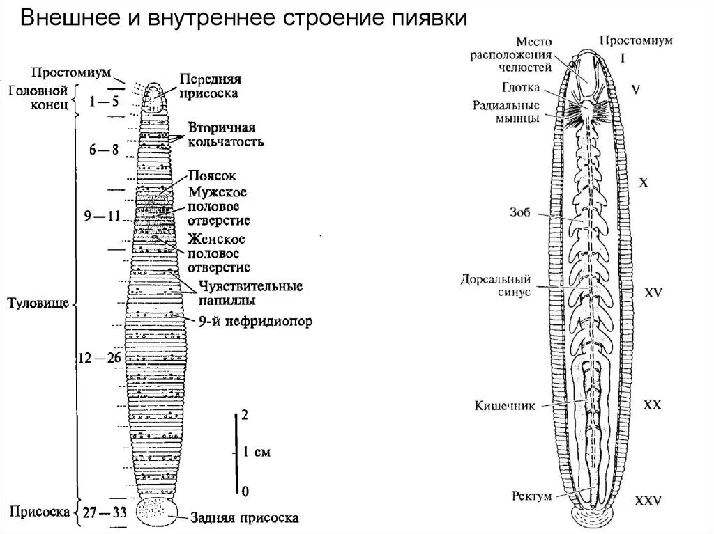 Пиявка сегмент