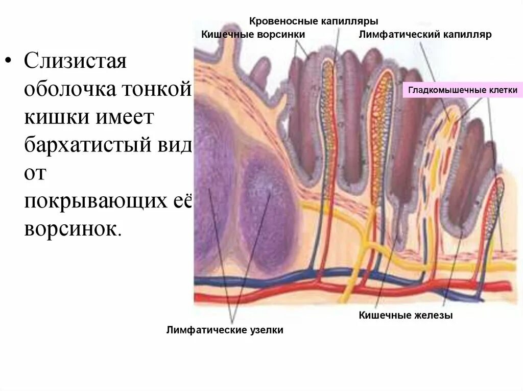 Строение кишечной ворсинки. Кишечная Ворсинка гистология. Ворсинки тонкого кишечника анатомия. Ворсинка кишечника лимфатический. Наличие ворсинок в слизистой оболочке