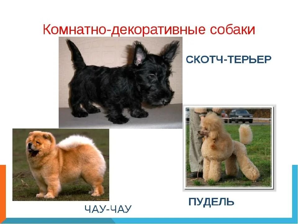 Породы собак с фотографиями и названиями. Породы собак названия. Декоративные собаки и их названия. Породы собак с фотографиями и названиями для детей. Породы собак с подписями.