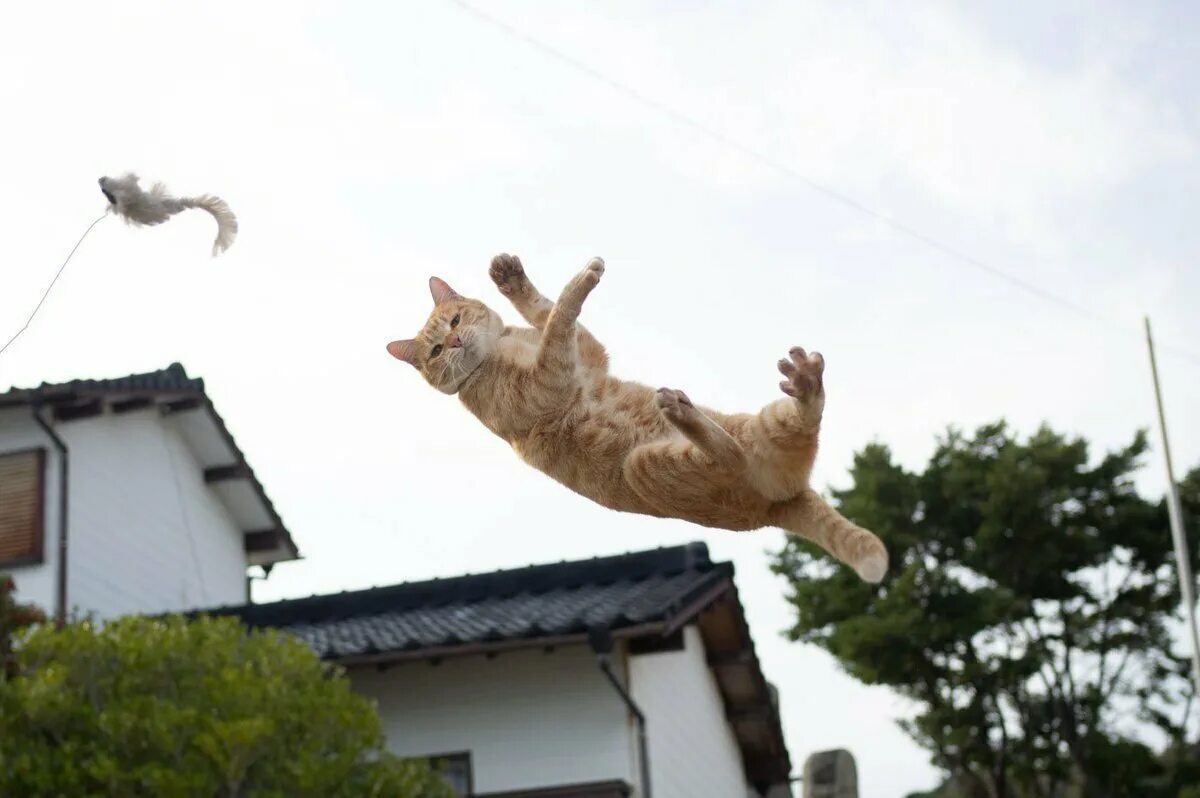Скачущие коты. Кошка в прыжке. летающие коты. смешной кот.