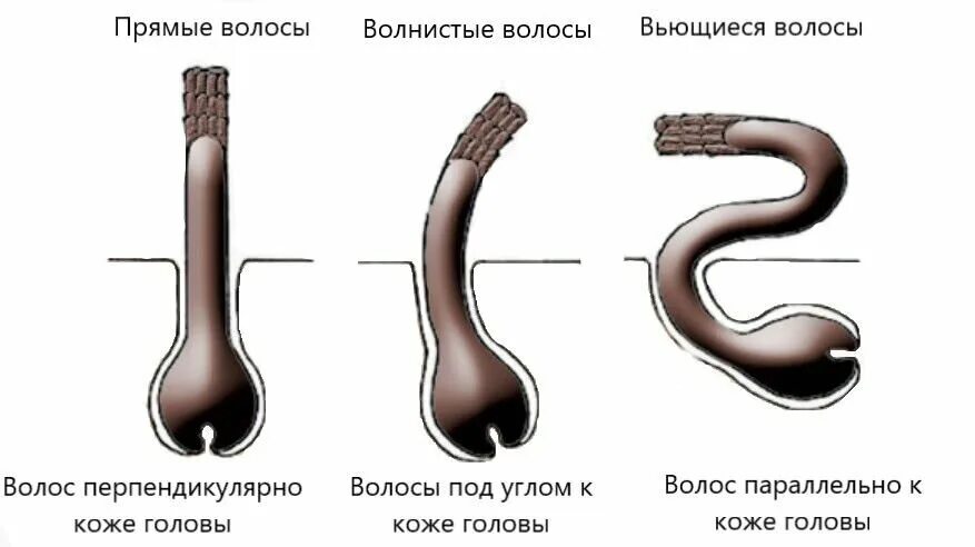 Какая бывает структура волос. Строение волоса. Строение стержня волоса. Строение волоса человека. Структура волоса под микроскопом.