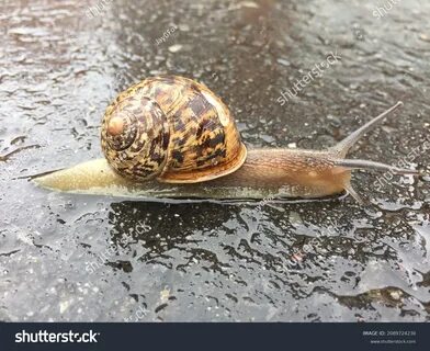 Snail foot స్టాక్ చిత్రాలను HDలో మరియు మిలియన్ల కొద్దీ ఇతర రాయల్టీ-రహిత స్ట...