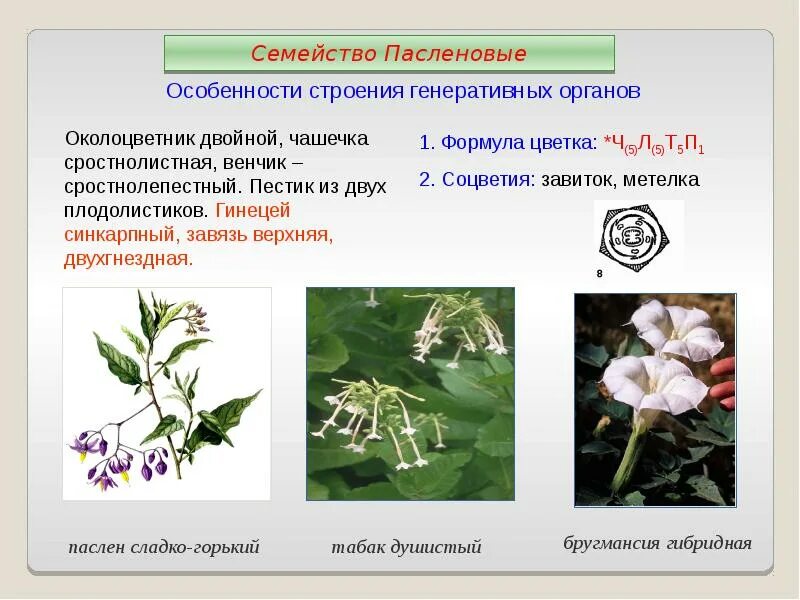 Покрытосеменные пасленовые двудольные. Семейство Пасленовые формула цветка. Двудольные растения Пасленовые. Строение семейства пасленовых. Семейство Пасленовые особенности строения.