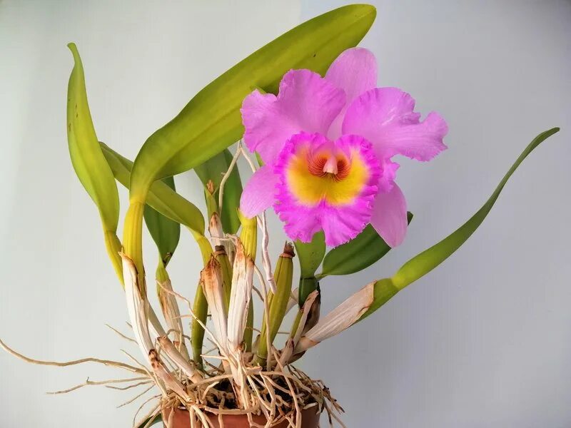 Орхидея Каттлея (Cattleya): описание, фото и уход в домаших условиях, в том числ
