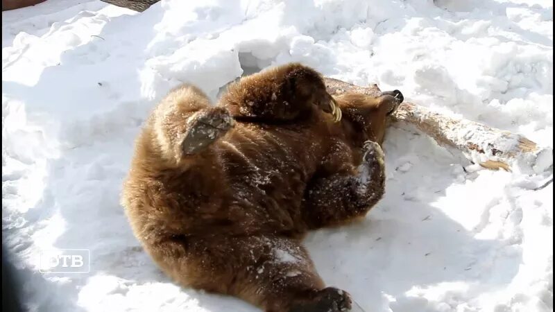 Когда просыпается медведь весной