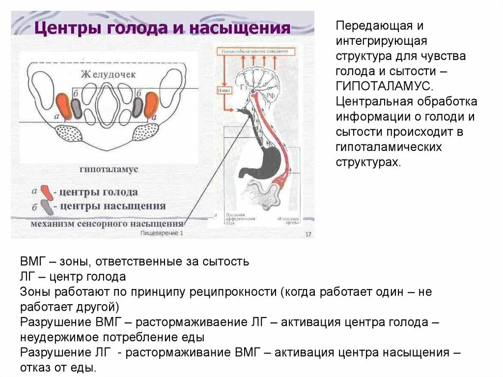 Причины ощущения голода. Схема механизмов голода и насыщения. физиологические механизмы насыщения.. физиология аппетита голода и насыщения. голод и насыщение физиология.