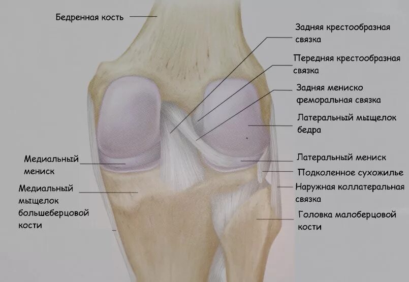 Мыщелок большеберцовой в коленном суставе. Остеохондральное повреждение коленного сустава. Травма мыщелка большеберцовой кости. Медиальная мыщелка коленного сустава.