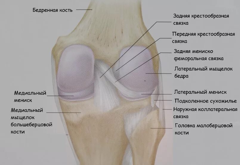 В суставе мыщелок