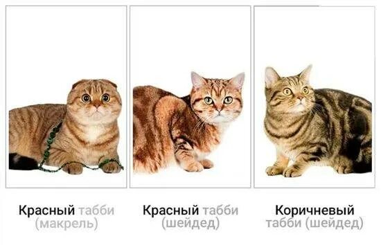Питомник шотландских кошек Елемурри