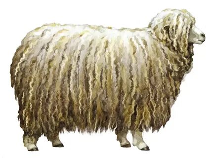 Sheep на русский