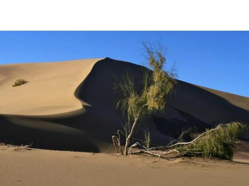 Саксаул где растет природная зона. Саксаул пустыни Каракум. Саксаул Монголия. Саксаул растение пустыни фото. Саксаул природная зона.