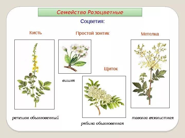 Особенности строения соцветия розоцветных. Семейство розоцветные соцветие. тип соцветия розоцветных. тип соцветия семейства розоцветных. соцветие розоцветных растений.