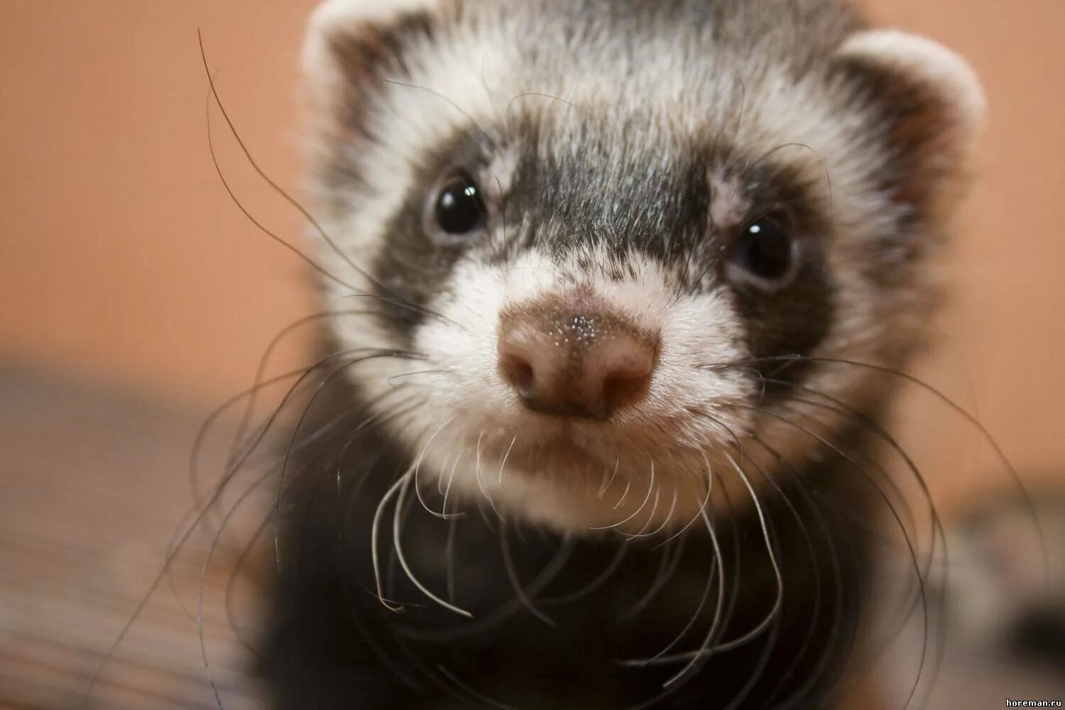 Лесной хорек mustela putorius. К чему снится хорек девушке. Домашний хорек фретка. Хонорик домашний. Домашний хорек фретка.