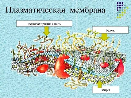 Мембрана клетки гриба