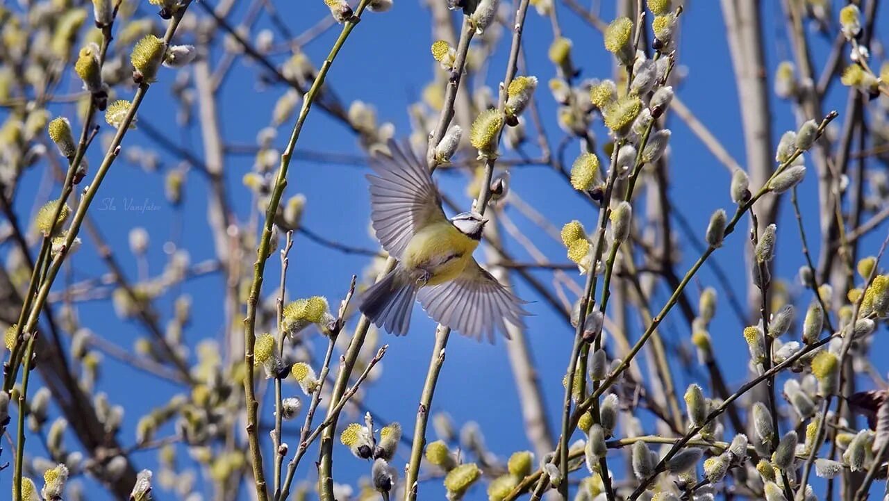 Даже май. Даже май. Подобрать пословицы. Сирень надпись. Мир труд май картинки.