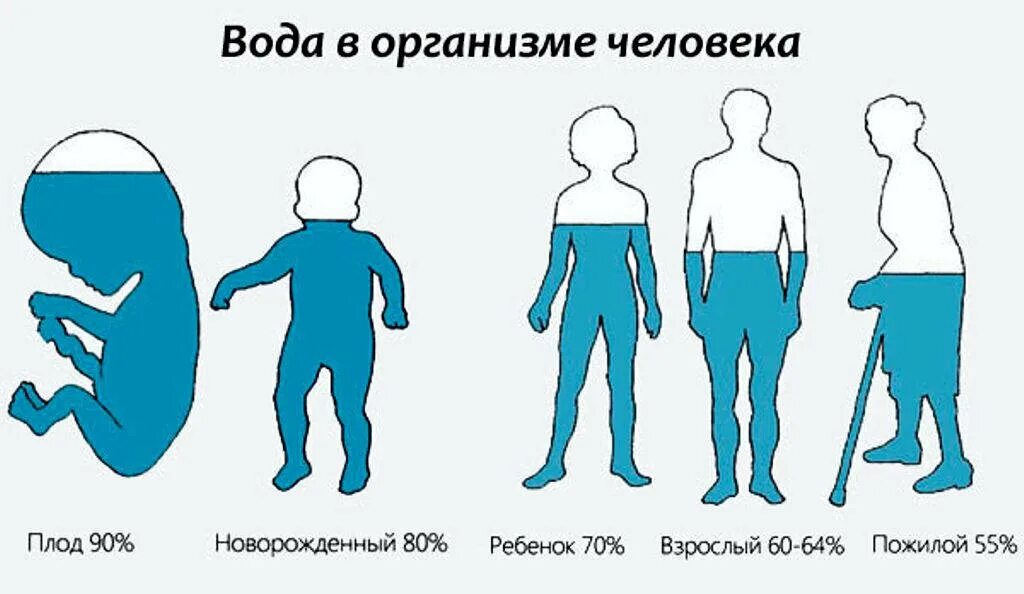 Человек на 75 состоит из воды. Человек на 70 процентов состоит из воды. Человек на 80 процентов состоит из воды. Организм человека на 80 процентов состоит из воды. Человек состоит изьводы.