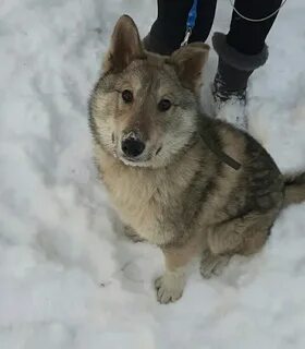 Собака 6 месяцев