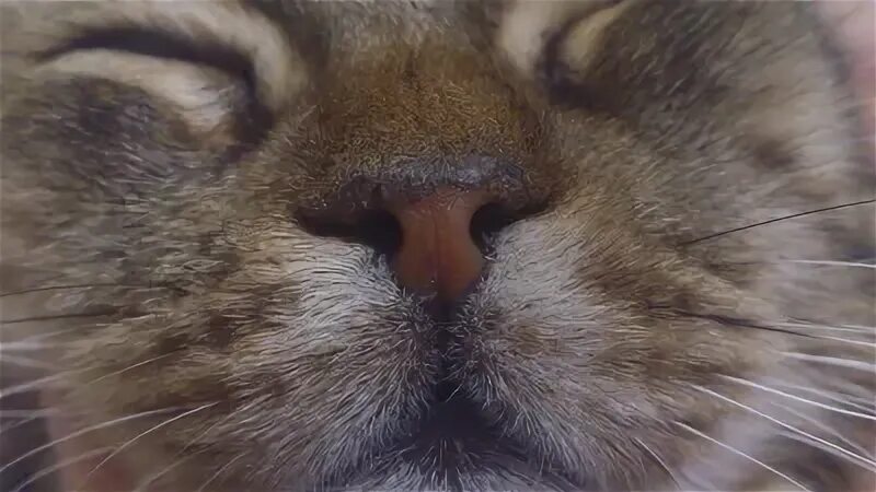 Сухой нос у кошки причины