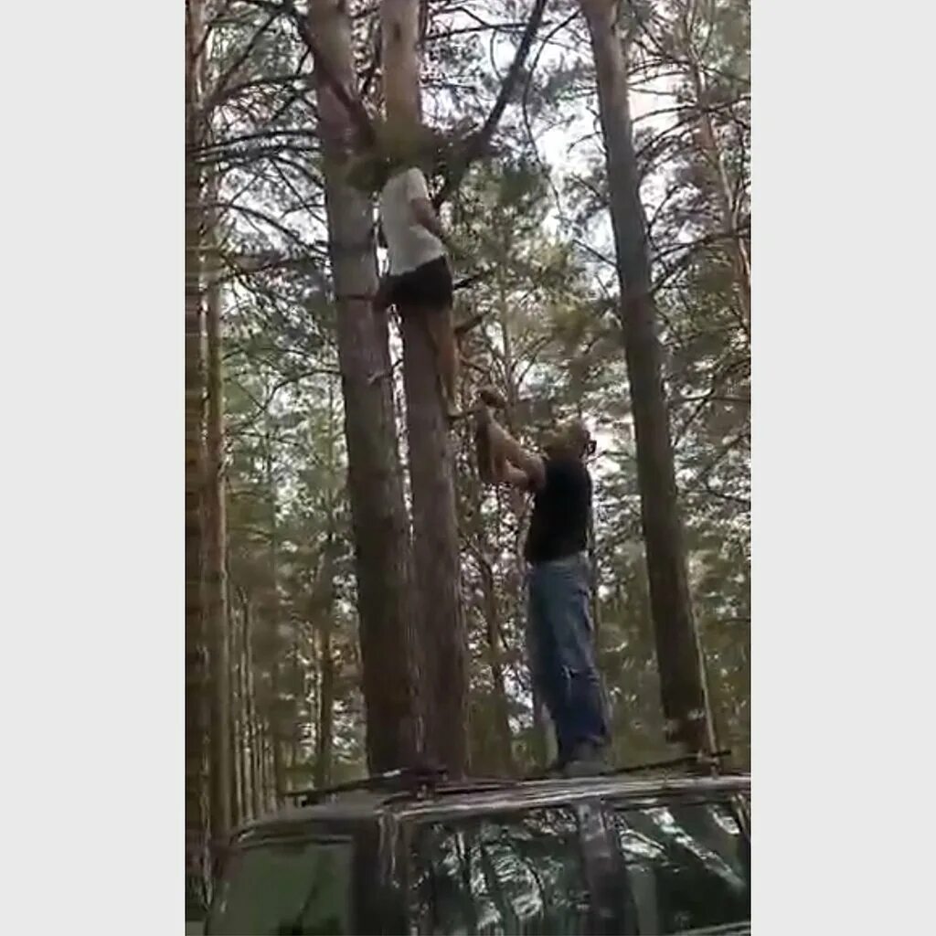 Последний повесить. На дерево повесили кольцо. В Барнауле спасали сову. Залез на крышу.