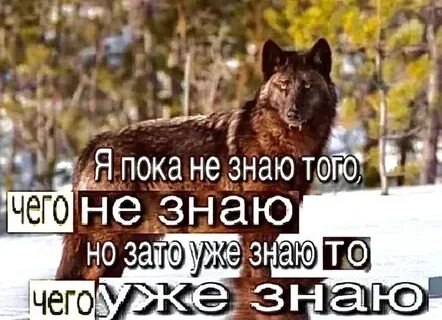 Ауф фразы