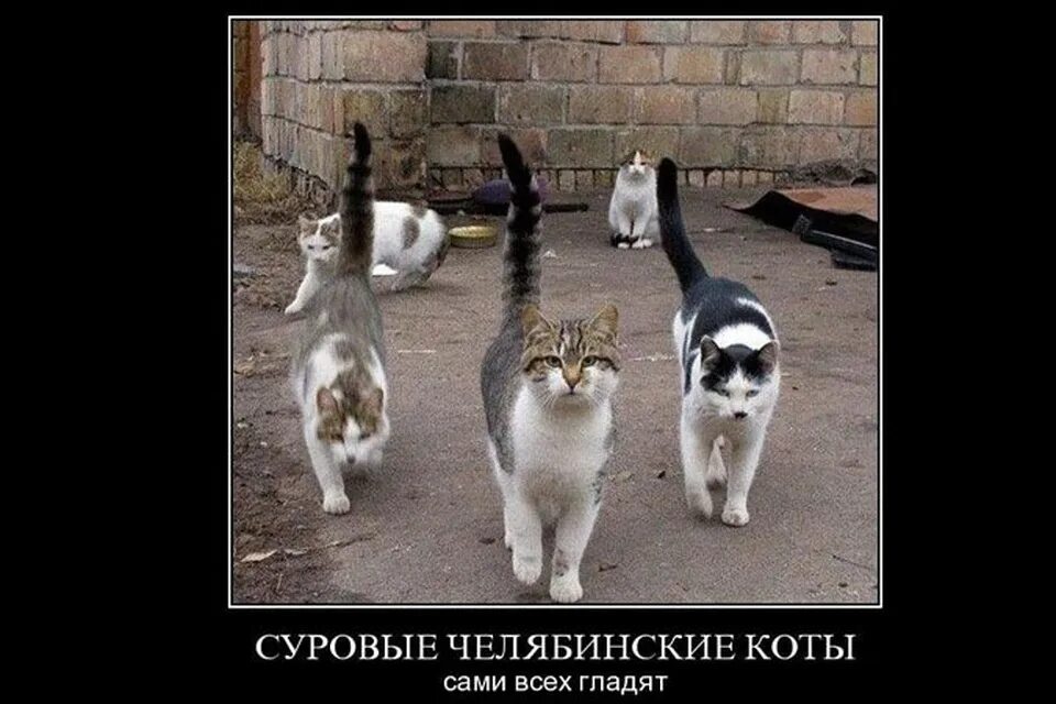 Приколы с котами с надписями до слез. Мемы из мультиков без надписей. Кто то подходил к нам. Юноша и девушка рисунок. Ты забыл меня поздравить с днем рождения.