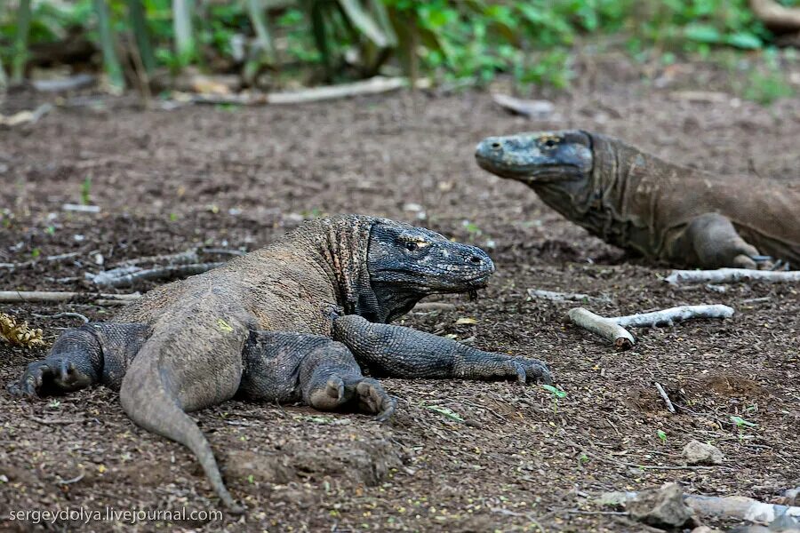 Комодский варан спаривается. Комодский варан. Добыча варанов. Комодский варан охотится. Полосатый водяной варан.
