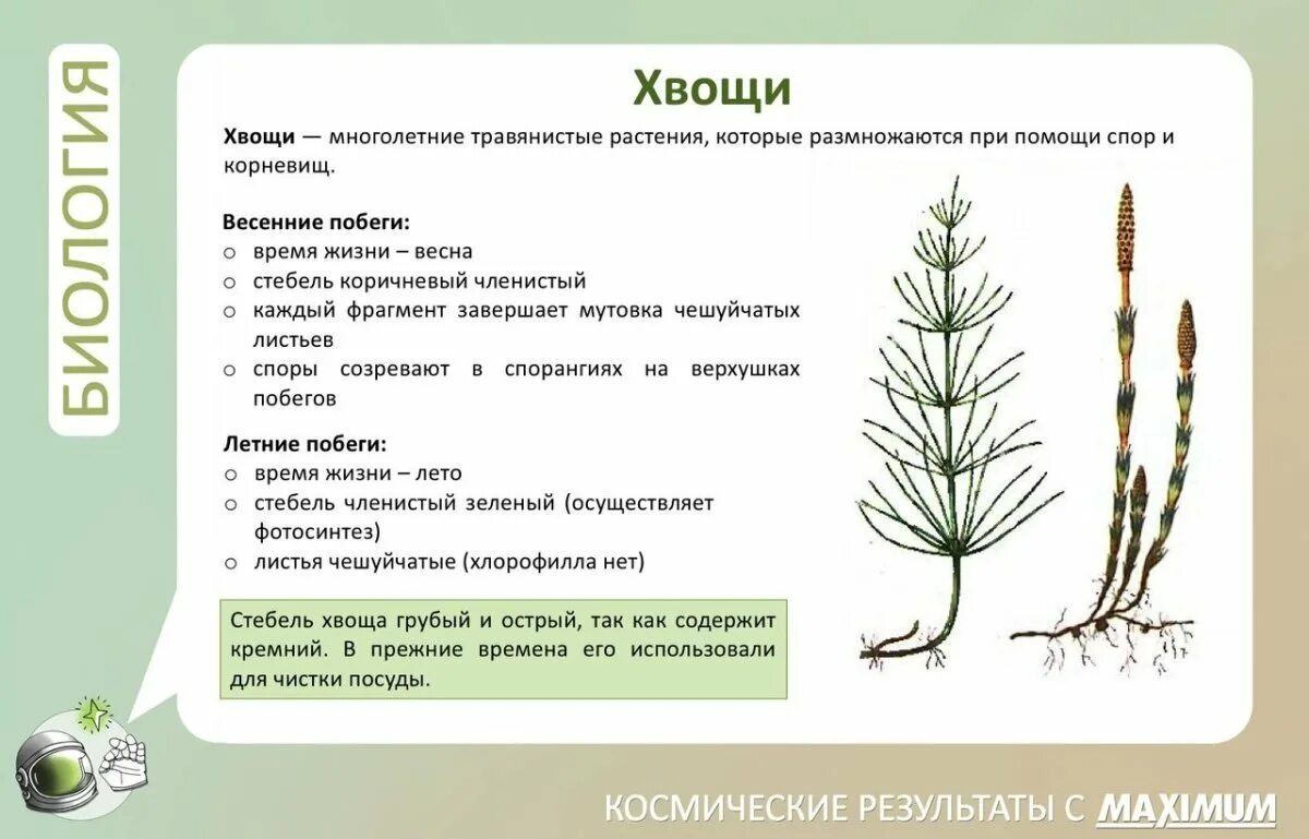 Строение и значение хвощей. Вегетативный побег хвоща. строение весеннего побега хвоща полевого. весенний побег хвоща полевого. хвощ полевой летний побег и весенний побег.
