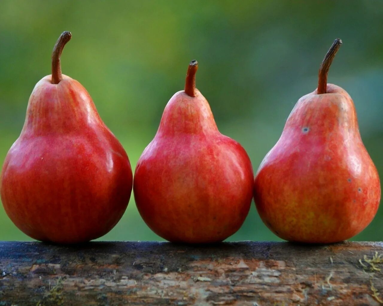 Плод груши это яблоко. Груша (плод). Яблоко-груша сорт. Тип плода яблони. Груша вид плода.