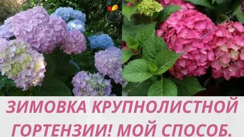 При какой температуре выносить гортензию на улицу