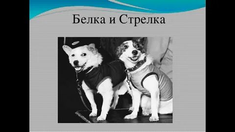 Белка и стрелка картинка для детей