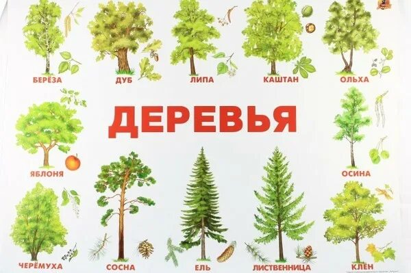 Есть названия деревьев. Деревья названия. лиственные деревья для дошкольников. названия деревьев с картинками. деревья для детей с названиями.